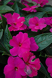 ColorPower Violet New Guinea Impatiens (Impatiens hawkeri 'KLENI05079') at Stonegate Gardens