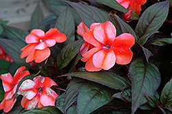 ColorPower Orange Flame New Guinea Impatiens (Impatiens hawkeri 'KLENI05081') at Stonegate Gardens