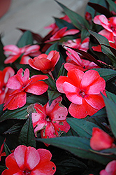 ColorPower Coral Flame New Guinea Impatiens (Impatiens hawkeri 'ColorPower Coral Flame') at Stonegate Gardens