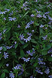 Blue Print Fan Flower (Scaevola aemula 'Blue Print') at Stonegate Gardens