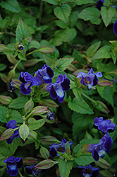Lovely Purple Torenia (Torenia 'Lovely Purple') at Stonegate Gardens