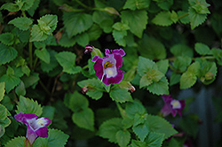 Lovely Punky Violet Torenia (Torenia 'Lovely Punky Violet') at Stonegate Gardens