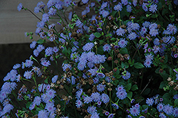 Monarch Mediano Lilac Grace Flossflower (Ageratum 'Monarch Mediano Lilac Grace') at Stonegate Gardens