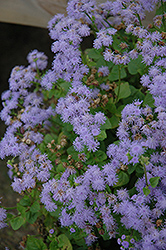 Monarch Grande Blue Flossflower (Ageratum 'Monarch Grande Blue') at Stonegate Gardens