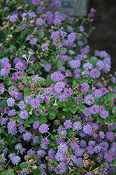 Monarch Mediano Amethyst Flossflower (Ageratum 'Monarch Mediano Amethyst') at Stonegate Gardens