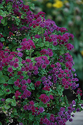 Artist Purple Flossflower (Ageratum 'Agmontis') at Stonegate Gardens