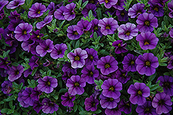 Cabaret Deep Blue Calibrachoa (Calibrachoa 'Balcabdebu') at Lakeshore Garden Centres