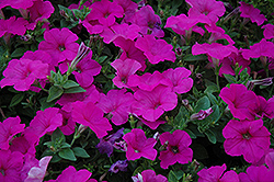Easy Wave Neon Rose Petunia (Petunia 'Easy Wave Neon Rose') at The Mustard Seed