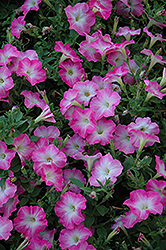 Easy Wave Pink Dawn Petunia (Petunia 'Easy Wave Pink Dawn') at A Very Successful Garden Center