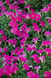 Shock Wave Rose Petunia (Petunia 'Shock Wave Rose') at The Mustard Seed