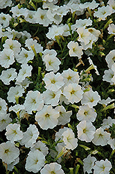 Picobella Cascade White Petunia (Petunia 'Picobella Cascade White') at Stonegate Gardens