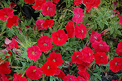 Picobella Cascade Red Petunia (Petunia 'Picobella Cascade Red') at Stonegate Gardens