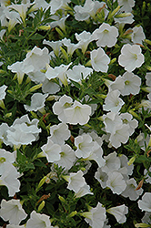 Pop Rocks White Petunia (Petunia 'Pop Rocks White') at Stonegate Gardens
