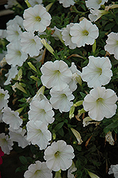 Fame White Petunia (Petunia 'Fame White') at Stonegate Gardens