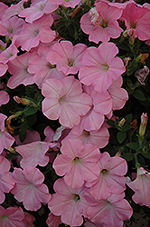 Famous Pink Petunia (Petunia 'Famous Pink') at Stonegate Gardens