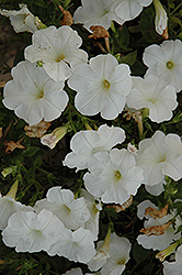Famous New White Petunia (Petunia 'Famous New White') at Stonegate Gardens