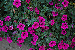 Soleil Purple Petunia (Petunia 'Soleil Purple') at Stonegate Gardens
