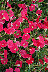 Pop Rocks Coral Petunia (Petunia 'Pop Rocks Coral') at Stonegate Gardens