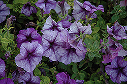 Paparazzi Paladium Purple Petunia (Petunia 'Paparazzi Paladium Purple') at Stonegate Gardens
