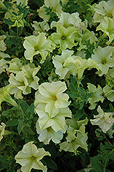 Sophistica Lime Green Petunia (Petunia 'Sophistica Lime Green') at Stonegate Gardens