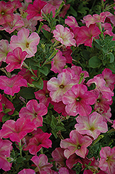Debonair Dusty Rose Petunia (Petunia 'Debonair Dusty Rose') at Stonegate Gardens