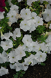 Duvet White Petunia (Petunia 'Duvet White') at Stonegate Gardens