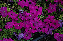 Limbo Violet Petunia (Petunia 'Limbo Violet') at Stonegate Gardens
