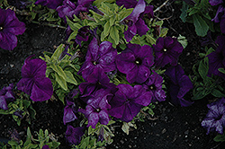 Limbo Deep Purple Petunia (Petunia 'Limbo Deep Purple') at Stonegate Gardens