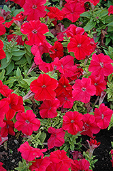 Limbo Red Petunia (Petunia 'Limbo Red') at Stonegate Gardens