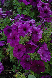 Mambo Deep Purple Petunia (Petunia 'Mambo Deep Purple') at Stonegate Gardens