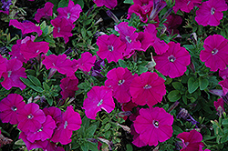 Mambo Purple Petunia (Petunia 'Mambo Purple') at Stonegate Gardens