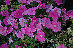 Mambo Sweet Pink Petunia (Petunia 'Mambo Sweet Pink') at Stonegate Gardens