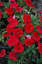 Mambo Red Petunia (Petunia 'Mambo Red') at Stonegate Gardens