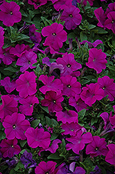 Pretty Flora Purple Petunia (Petunia 'Pretty Flora Purple') at Stonegate Gardens