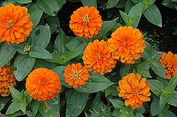 Magellan Orange Zinnia (Zinnia 'Magellan Orange') at Stonegate Gardens