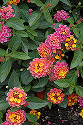 Landmark Sunrise Rose Lantana (Lantana camara 'Landmark Sunrise Rose') at Lakeshore Garden Centres