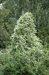 Sweet Autumn Clematis (Clematis terniflora) at Stonegate Gardens