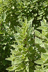 Pesto Perpetuo Basil (Ocimum x citriodorum 'Pesto Perpetuo') at Stonegate Gardens