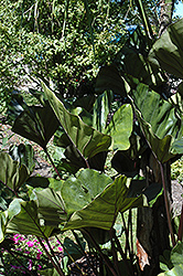 Coffee Cups Elephant Ear (Colocasia esculenta 'Coffee Cups') at Stonegate Gardens