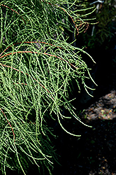 Debonair Baldcypress (Taxodium distichum 'Morris') at Stonegate Gardens