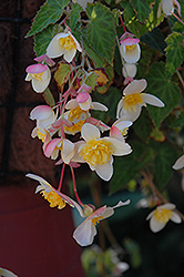 Bon Bon Sherbet Begonia (Begonia boliviensis 'Yabon') at Stonegate Gardens