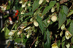 Million Kisses Honeymoon Begonia (Begonia 'Yamoon') at Stonegate Gardens