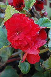 Bliss Deep Red Begonia (Begonia 'Bliss Deep Red') at Stonegate Gardens