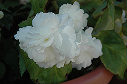 Bliss White Begonia (Begonia 'Bliss White') at Stonegate Gardens