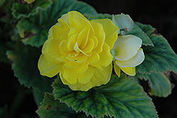 Bliss Yellow Begonia (Begonia 'Bliss Yellow') at Stonegate Gardens