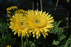 Funtastic Canary Gerbera Daisy (Gerbera 'Funtastic Canary') at The Mustard Seed