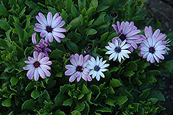 Asti Purple Bicolor African Daisy (Osteospermum 'Asti Purple Bicolor') at Stonegate Gardens