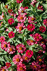 Zahara Coral Rose Zinnia (Zinnia 'Zahara Coral Rose') at Stonegate Gardens