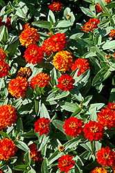 Profusion Double Fire Zinnia (Zinnia 'Profusion Double Fire') at The Mustard Seed