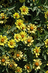 UpTown Sunstreak Zinnia (Zinnia 'UpTown Sunstreak') at Stonegate Gardens